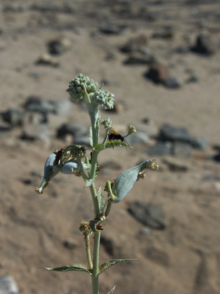 Asclepias-erosa-desert-milkweed-Pinto-Basin-Joshua-Tree-2012-07-01-IMG_5737.jpg