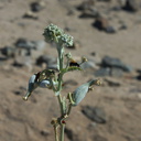 Asclepias-erosa-desert-milkweed-Pinto-Basin-Joshua-Tree-2012-07-01-IMG 5737
