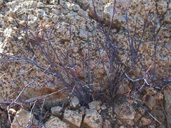 Asteraceae-indet-violet-stems-49-Palms-trail-Joshua-Tree-2013-02-16-IMG 3557