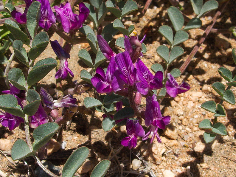 Astragalus-lentiginosus-freckled-milkvetch-Sheep-Pass-area-Joshua-Tree-2010-04-25-IMG_4833.jpg