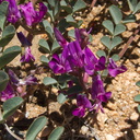 Astragalus-lentiginosus-freckled-milkvetch-Sheep-Pass-area-Joshua-Tree-2010-04-25-IMG 4833