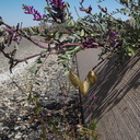 Astragalus-lentiginosus-freckled-milkvetch-roadside-northwest-Joshua-Tree-2010-04-25-IMG 4771