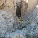Caesalpinia-virgata-new-wash-Box-Canyon-2012-03-14-IMG 1120