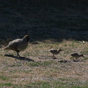 California-quail-and-chicks-near-motel-Twentynine-Palms-Joshua-Tree-2012-06-30-IMG 5650