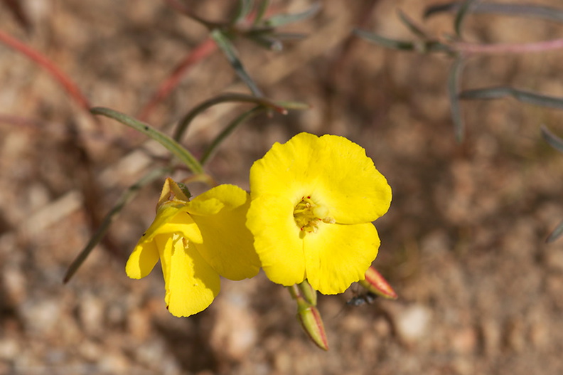 Camissonia-brevipes-yellow-cups-north-Joshua-Tree-2010-04-17-IMG_0323.jpg