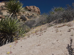 Camissonia-campestris-Mojave-suncup-hillside-Mastodon-Peak-Joshua-Tree-2012-03-15-IMG 1287
