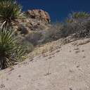 Camissonia-campestris-Mojave-suncup-hillside-Mastodon-Peak-Joshua-Tree-2012-03-15-IMG 1287