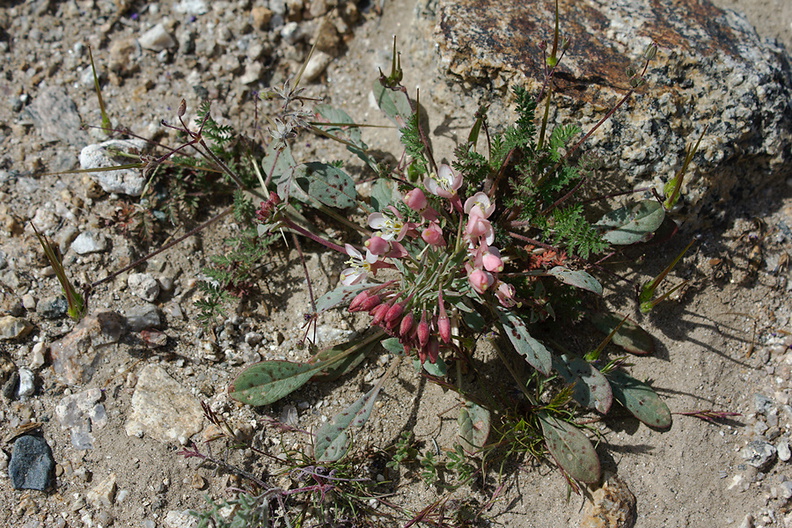 Camissonia-refracta-narrow-leaved-primrose-Barker-Dam-Joshua-Tree-2012-03-16-IMG_4603.jpg
