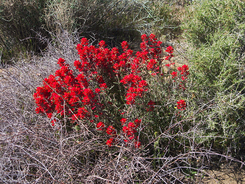 Castilleja-angustifolia-desert-paintbrush-northwest-Joshua-Tree-2010-04-25-IMG 4735