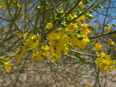 Cercidium-floridum-palo-verde-Box-Canyon-Joshua-Tree-2010-04-24-IMG 4573
