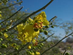 Cercidium-floridum-palo-verde-new-wash-Box-Canyon-2012-03-14-IMG 1090