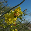 Cercidium-floridum-palo-verde-new-wash-Box-Canyon-2012-03-14-IMG 1090