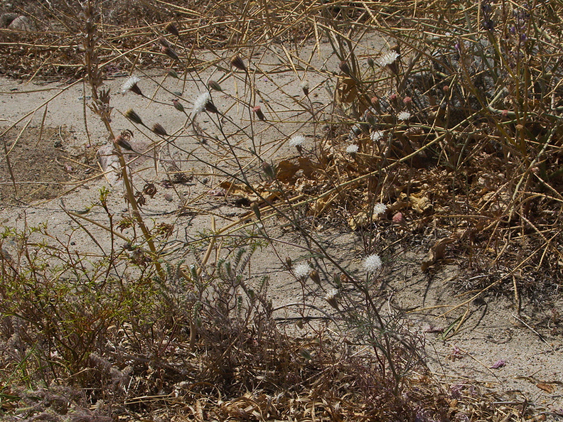 Chaenactis-fremontii-desert-pincushion-Box-Canyon-Joshua-Tree-2010-04-24-IMG_4550.jpg