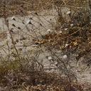 Chaenactis-fremontii-desert-pincushion-Box-Canyon-Joshua-Tree-2010-04-24-IMG 4550