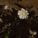 Chaenactis-fremontii-desert-pincushion-transition-zone-Joshua-Tree-2010-04-24-IMG 4694
