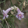 Chilopsis-linearis-desert-willow-Barker-Dam-Joshua-Tree-2012-06-30-IMG 5625