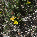 Coleogyne-ramosissima-blackbush-Queen-Valley-area-Joshua-Tree-2010-04-25-IMG 4783