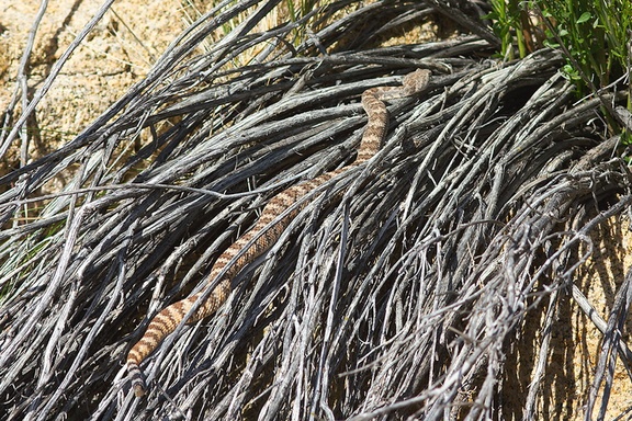 Crotalus-scutulatus-Mohave-rattlesnake-south-Joshua-Tree-2010-04-16-IMG 0264