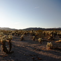 Cylindropuntia-bigelovii-teddy-bear-cholla-Cactus-Garden-Joshua-Tree-2012-03-14-IMG_4405.jpg