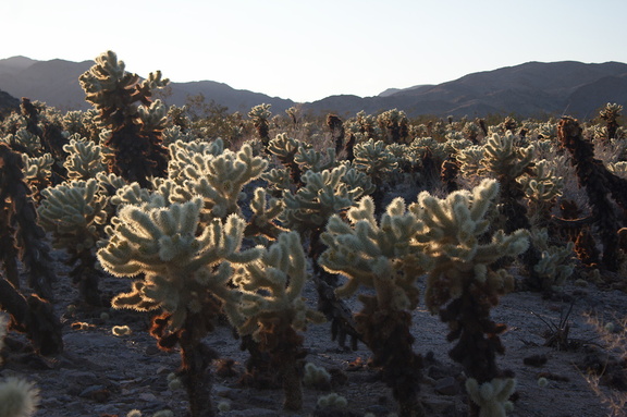 Cylindropuntia-bigelovii-teddy-bear-cholla-Cactus-Garden-Joshua-Tree-2012-03-14-IMG 4412