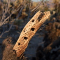 Cylindropuntia-bigelovii-teddy-bear-cholla-Cactus-Garden-Joshua-Tree-2012-03-14-IMG 4416