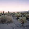 Cylindropuntia-bigelovii-teddy-bear-cholla-Cactus-Garden-Joshua-Tree-2012-03-14-hdr-IMG 4419