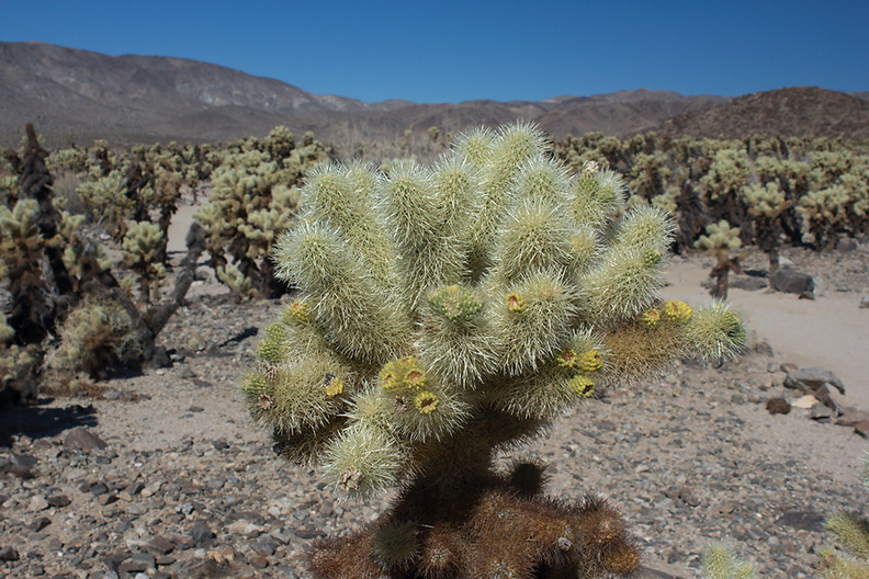 Cylindropuntia-bigelovii-teddybear-cholla-cactus-garden-Joshua-Tree-2012-07-01-IMG_5721.jpg