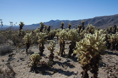 Cylindropuntia-bigelovii-teddybear-cholla-cactus-garden-Joshua-Tree-2012-07-01-IMG 5730