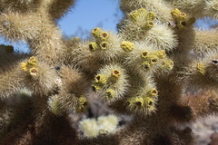 Cylindropuntia-bigelovii-teddybear-cholla-cactus-garden-Joshua-Tree-2012-07-01-IMG 5734