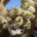 Cylindropuntia-bigelovii-teddybear-cholla-cactus-garden-Joshua-Tree-2012-07-01-IMG 5734