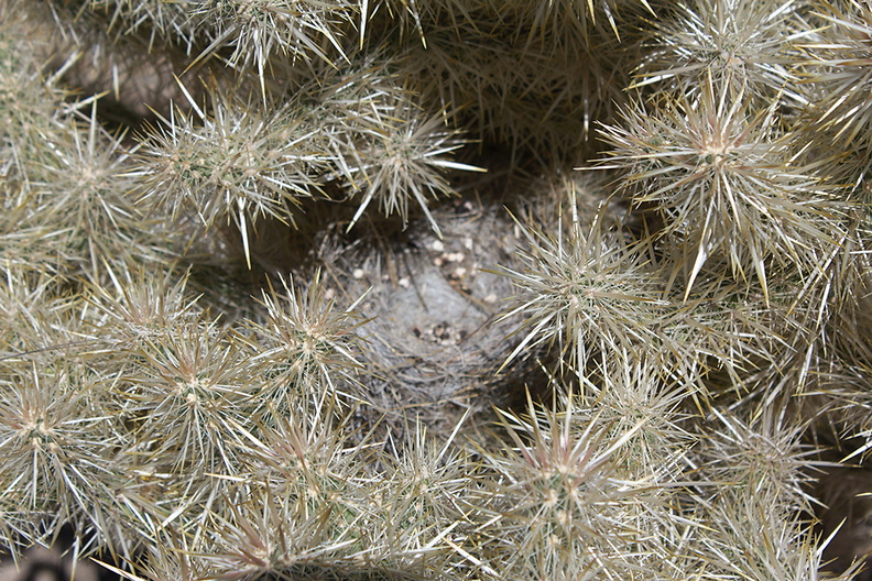 Cylindropuntia-echinocarpa-silver-cholla-Hidden-Valley-Joshua-Tree-2012-06-30-IMG 5535