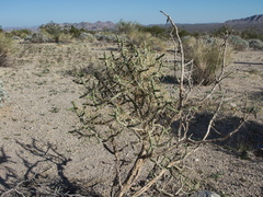 Cylindropuntia-ramosissima-pencil-cholla-Pinto-Basin-Joshua-Tree-2012-03-14-IMG 1148-1