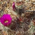 Echinocereus-engelmannii-hedgehog-cactus-Cottonwood-Spring-area-Joshua-Tree-2010-04-24-IMG 0555