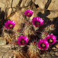 Echinocereus-engelmannii-hedgehog-cactus-transition-zone-Joshua-Tree-2010-04-24-IMG 4711