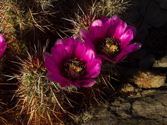 Echinocereus-engelmannii-hedgehog-cactus-transition-zone-Joshua-Tree-2010-04-24-IMG 4712