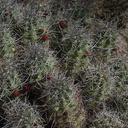 Echinocereus-triglochidiatus-Mojave-mound-cactus-Barker-Dam-Joshua-Tree-2012-03-16-IMG 4588
