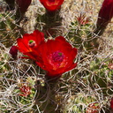 Echinocereus-triglochidiatus-Mojave-mound-cactus-Sheep-Pass-area-Joshua-Tree-2010-04-25-IMG 4806