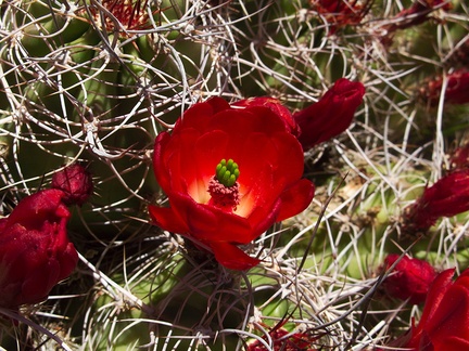 Echinocereus-triglochidiatus-Mojave-mound-cactus-Sheep-Pass-area-Joshua-Tree-2010-04-25-IMG 4816