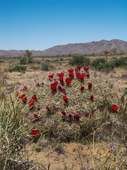 Echinocereus-triglochidiatus-Mojave-mound-cactus-Sheep-Pass-area-Joshua-Tree-2010-04-25-IMG_4820.jpg