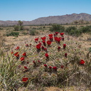 Echinocereus-triglochidiatus-Mojave-mound-cactus-Sheep-Pass-area-Joshua-Tree-2010-04-25-IMG 4820