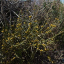 Ephedra-californica-desert-tea-pollen-cones-northwest-Joshua-Tree-2010-04-25-IMG 4743