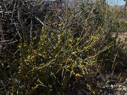 Ephedra-californica-desert-tea-pollen-cones-northwest-Joshua-Tree-2010-04-25-IMG 4743