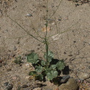 Eriogonum-inflatum-desert-trumpet-Box-Canyon-Joshua-Tree-2010-04-24-IMG 4589
