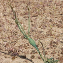 Eriogonum-inflatum-desert-trumpet-northwest-Joshua-Tree-2010-04-17-IMG 0306