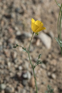 Eschscholzia-minutiflora-new-wash-Box-Canyon-2012-03-14-IMG 4367