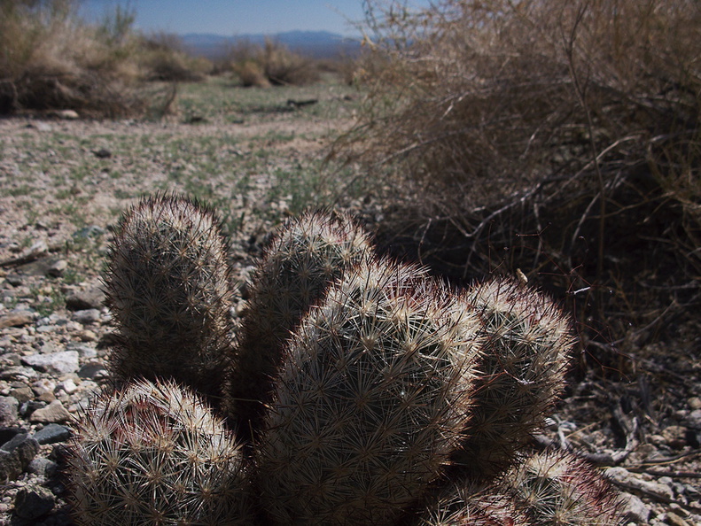 Escobaria-vivipara-foxtail-cactus-Joshua-Tree-2012-03-15-IMG_4466-6-1.jpg