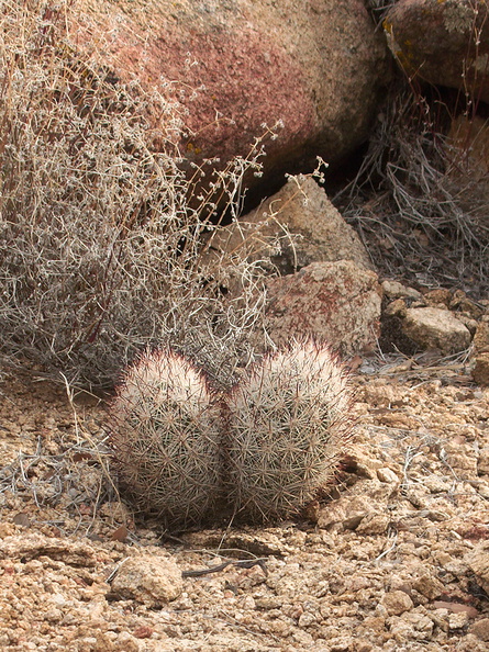 Escobaria-vivipara-foxtail-cactus-twinned-Desert-Queen-Mine-Joshua-Tree-2013-02-16-IMG_3577.jpg