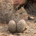Escobaria-vivipara-foxtail-cactus-twinned-Desert-Queen-Mine-Joshua-Tree-2013-02-16-IMG_3577.jpg