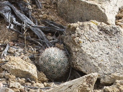 Escobaria-vivipara-young-foxtail-cactus-Desert-Queen-Mine-Joshua-Tree-2013-02-16-IMG 3581