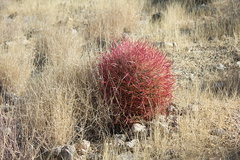 Ferocactus-cylindraceus-barrel-cactus-49-Palms-trail-Joshua-Tree-2013-02-16-IMG 7405